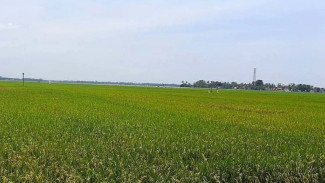 Beras Mahal, Benih Padi Hibrida di Probolinggo Disalurkan