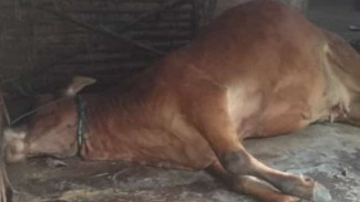 Sapi Milik Warga Probolinggo Kembali Ditemukan Mati, ini Penyebabnya