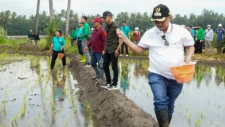 Bibit Padi BK 01 dan 02 Agritan Situbondo Diminati Kementan, 50 Ton Disiapkan