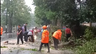 Hujan Deras Mengguyur, Rumah Warga Terendam dan Pohon Tumbang di Banyuwangi
