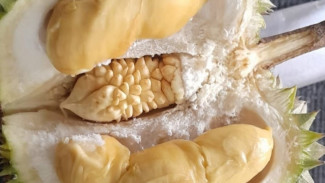 Durian Kembang Lumajang Go Internasional, Seperti ini Cita Rasanya
