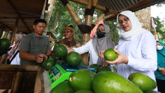 Ngantor di Desa Bumiharjo, Bupati Ipuk Gali Berbagai Potensi Pertanian