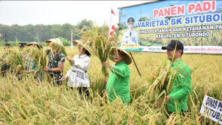 Segini Hasil Panen 1 Hektar Padi BK 01 Unggulan Kabupaten Situbondo
