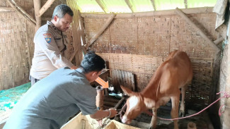 Sapi Calon Mertua Dicuri, Lantaran Tunangan Diputus