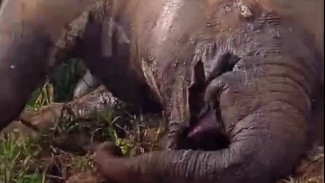 Seekor Gajah Sumatra Ditemukan Mati di Pedalam Aceh Utara, Gading Hilang