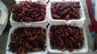 Kuliner Belalang Goreng Warga Jember Tembus Ekspor, Cek Daftar Negaranya