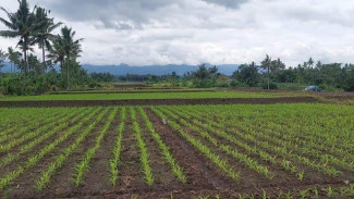 Program “Pendekar Tani” Diapresiasi Pj Bupati Lumajang