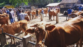 Sidak Hewan Qurban, Disnakkan Bondowoso Temukan ini Pada Hewan Qurban