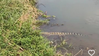 Warga Resah, Buaya Sering Muncul Dipermukaan Sungai di Kencong Jember