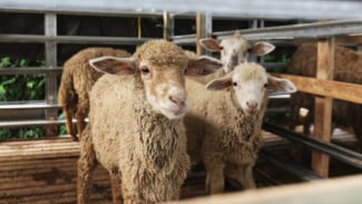 Peternak Gagal Untung: Harga Kambing di Banyuwangi Anjlok Jelang Idul Adha