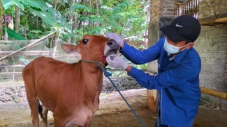 Pemkab Banyuwangi Mulai Cek Kesehatan Hewan Kurban Jelang Idul Adha