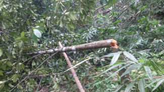 Pohon Ditebangi OTK, Warga Pakel Banyuwangi Minta Pihak Tak Bertanggungjawab Berhenti Picu Masalah