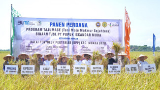 PIM Gelar Panen Padi Perdana Seluas 1 Hektar di Aceh Utara