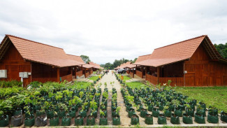 Agrowisata Tamansuruh, Melihat Keaslian Budaya Using Banyuwangi