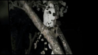 Foto Pocong Terekam di Situbondo, Warga: Praktek Ilmu Hitam Saat Bulan Suro