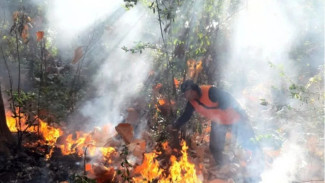 Hutan Jati Milik KPH Bondowoso Terbakar, 7,5 Hektar Ludes