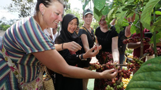 Angkat Kopi Rakyat, Banyuwangi Gelar Festival Kopi Kalibaru