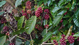 Petani Kopi Kalibaru Merana, Ribuan Kilogram Biji Kopi Raib Digondol Maling