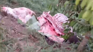 Tulang Sapi Korban Pencurian Modus Jagal Ditemukan Dekat Makam