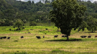 Wisata Banyuwangi: Mengagumi Keajaiban Alam di Ujung Timur Jawa