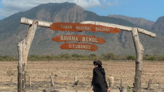 Baluran: Menjelajahi Savana Afrika di Ujung Timur Jawa