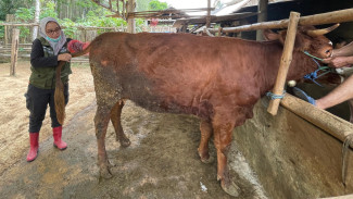 Dukung Produktivitas Sapi Indukan, Banyuwangi Terus Genjot Program ‘SMS PISAN’