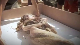 Menguak Misteri Putri Duyung: Antara Mitos, Legenda, dan Jejak di Nusantara