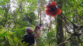 Ketika Bunga Rafflesia Mekar, KPPL Bengkulu Hadir sebagai Pelindung