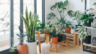 Hijaukan Rumahmu! Ini 7 Tips Jitu Merawat Tanaman Hias Indoor Agar Tumbuh Subur dan Mempesona!