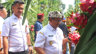 Tingkatkan Produktivitas Buah Naga Hingga 100 Persen, Bupati Sugirah Sambut Baik Program Agrosolution