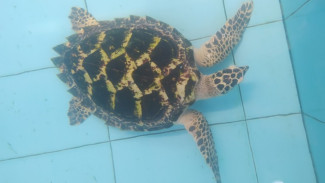 Penyu: Penjaga Laut yang Perlu Dilestarikan