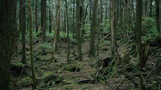Aokigahara: Hutan Bunuh Diri di Jepang