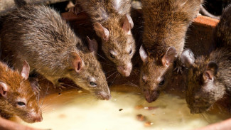 Selamat Tinggal Tikus, Kecoa, dan Semut: 10 Tips Jitu Rumah Bebas Hama untuk Selamanya!