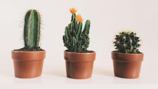 Dijamin Good Vibes! Ini 7 Tanaman Hias dalam Rumah