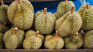 Asal Usul dari Kelezatan 6 Jenis Durian Terenak