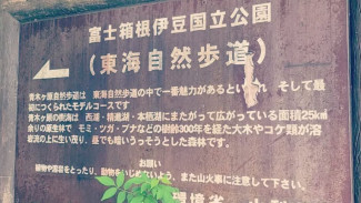 Hutan Aokigahara : Terkenal Hutan Bunuh Diri Di Jepang