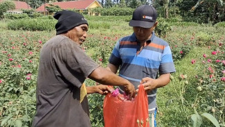 Petani Bunga Mawar di Jember Raup Keuntungan Jelang Ramadan