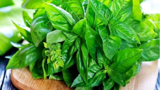 Manfaat Daun Kemangi untuk Kesehatan: Dari Menyehatkan Jantung hingga Menjaga Keseimbangan Hormon!