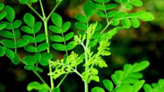 7 Rebusan Daun Ampuh Turunkan Gula Darah, Buktikan Sendiri