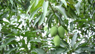 Menanam Mangga di Rumah: Tips Praktis Tanpa Ribet