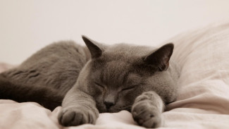 Berapa Lamakah Seekor Kucing Tidur dalam Sehari?