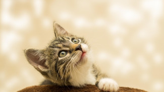 5 Cara Kucing Menunjukan Kasih Sayang pada Majikannya