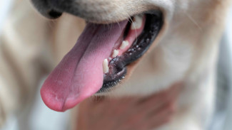 Tidak Hanya Gigitan! Simak Bahaya Air Liur Anjing Untuk Kesehatan Manusia