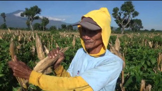 Panen Jagung Dimulai di Wongsorejo, Harga Capai Rp 4.600 per Kilo
