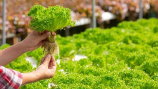 Budidaya Tanaman Hidroponik di Tahun 2025: Solusi Pertanian Masa Depan