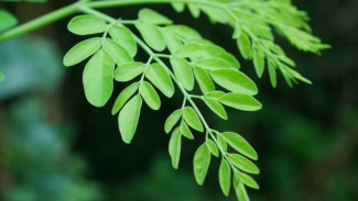 Daun Kelor: Superfood Kaya Manfaat untuk Kesehatan Tubuh