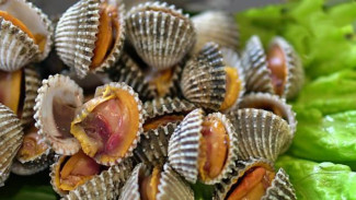 Kerang: Superfood Laut yang Kaya Manfaat untuk Kesehatan