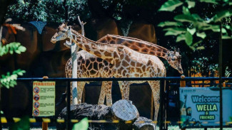 Weekend bareng keluarga : Asyiknya belajar mengenal 2000+ hewan di kebun binatang