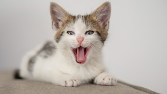 MeowTalk dan FluentPet, Alat yang Membantu Menerjemahkan Bahasa Kucing
