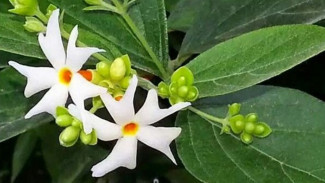 Percantik Teras Rumah dengan Tanaman Bunga Ini, Cantik, Harum, dan Mudah Dirawat